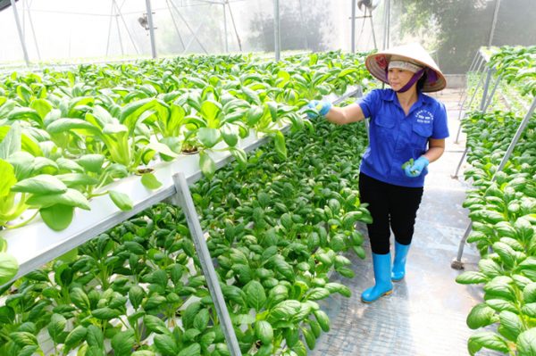 Mô hình trồng rau thủy canh, đảm bảo nguồn cung ra thị trường dịp cuối năm
