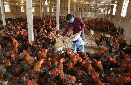 Một trang trại nuôi gà thịt tại xã Đại Mạch (huyện Đông Anh)