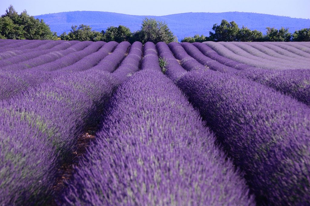 Tỉnh Provence